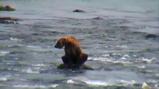 Природа 2015 Медведи ловят рыбу в водопаде Часть 03 -  Беззубый дряхлый медведь и рыболовы-придурки посреди хищников.16.07.2015.