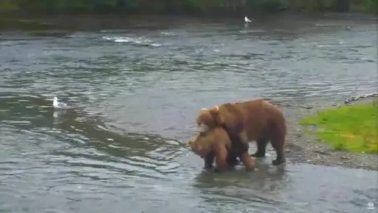 Аляска. Полная видеозапись спаривания медведей на реке Брукс Full video of Copulation of brown bears on Brooks River 13.07.2015