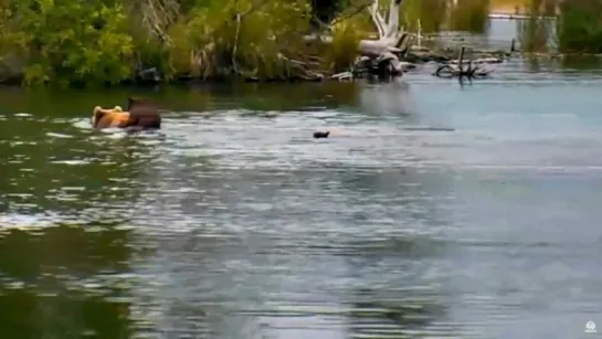 Аляска: Медведица плывет с медвежонком на спине Alaska She-bear swims across bay - cub on her back. 10.07. 2015.