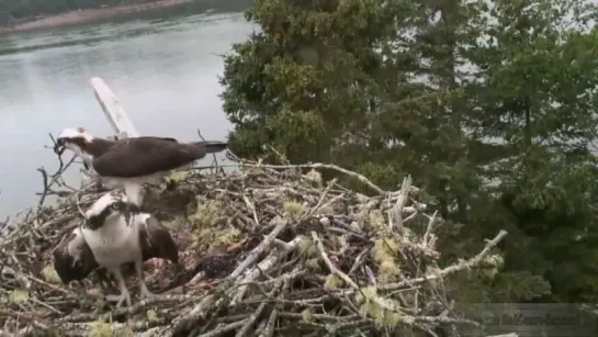 Wild Life: Скопы с острова Hog вернулись в гнездо после атаки орла и гибели птенцов. Audubon ospreys. 01.07.2015.