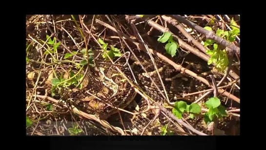 Африка. Дикая природа Кении - Лайкипия: Шумящая гадюка после плотного завтрака Africa Wildlife Noisy Viper. 11.05.2015.