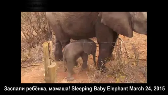 Дикая природа. Спящий слонёнок в колючках: мамаша заспала ребёнка! Sleeping Baby Elephant. Кения, Kenya, Mpala. 23.04.2015.