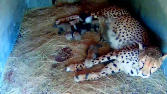 WildLife Африка. Гепардов стало больше - мамаша Саломея родила 5 щенят в Центре спасения HESC. 22.04.2015.