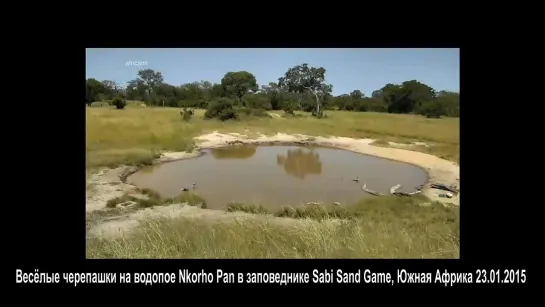 Дикая природа. Африка. Весёлые черепашки на водопое WildLife Funny turtles at Nkorho Pan waterhole. 23.01.2015.