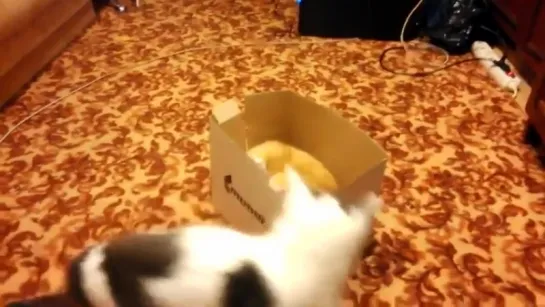 Жестокая битва за коробку_When two cats and one box