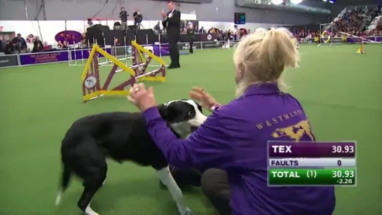 Watch Border Collie, Tex, Win 2015 Masters Agility Championship