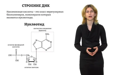 Строение нуклеиновых кислот. Решение генетических задач -  часть1