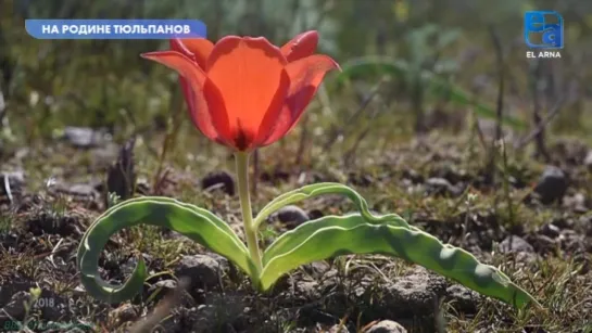 «Природа Казахстана: На родине тюльпанов» (Познавательный, флора, путешествие, туризм, 2018)