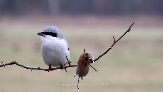 Great Grey Shrike   Серый сорокопут