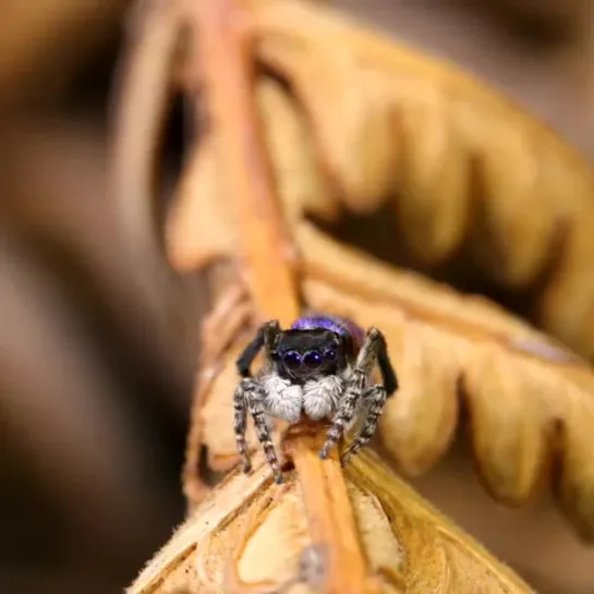 Ухаживание паука. Maratus Melindae. Западная Австралия.