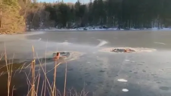 Мужик со своим псом спас  собак из полыньи