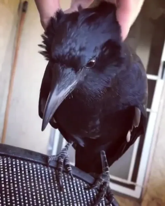 Alice's Crow