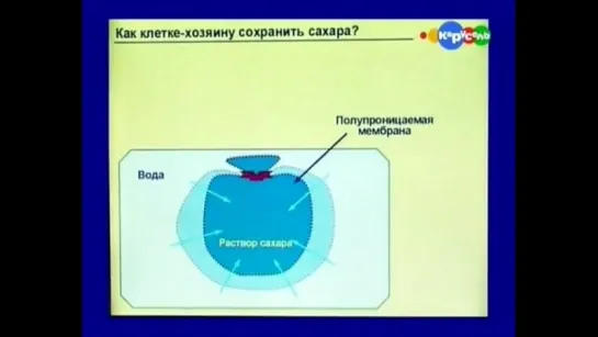 Естествознание. Биология (1). Ботаника. Анатомия растений. Строение растительной клетки.