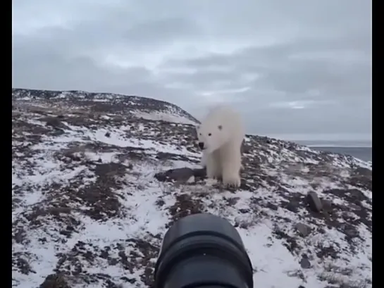 Когда фотографу дикой природы встретился любопытный белый медведь