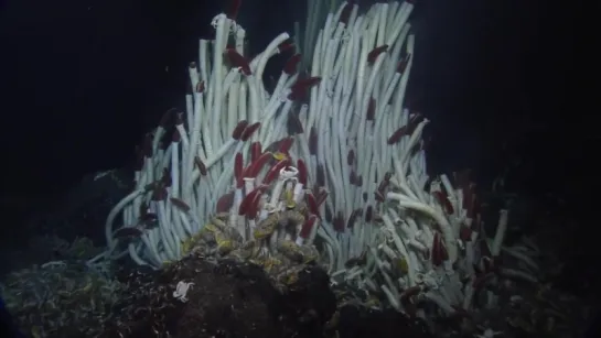 Giant Tube Worms of the Galapagos _ Nautilus Live