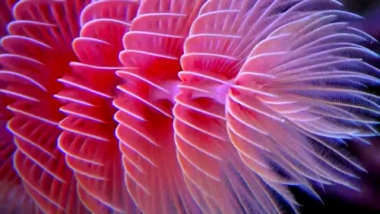 Beautiful Tube Worms (Protula bispiralis) The Christmas Tree Worm