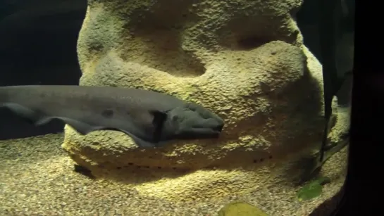 Black ghost knifefish (Рыба нож Черный призрак)