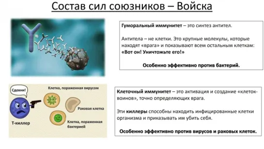 11.Курс Анатомия и физиология-Иммунитет (8 класс) - биология