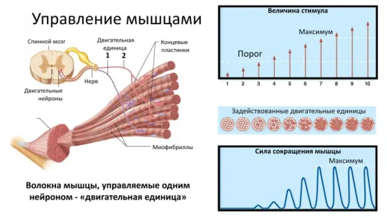 9. Анатомия и физиология -Опорно двигательная система - мышцы