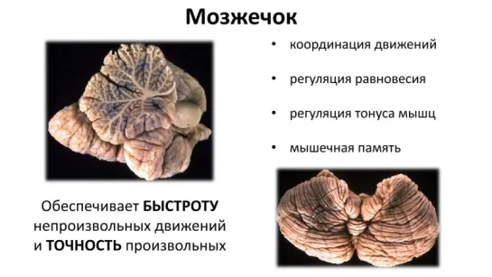 6. Анатомия и физиология .- Нервная система - головной мозг (8 класс)