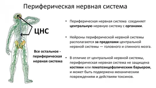 5.Анатомия и физиология- Нервная система - спинной мозг (8 класс)