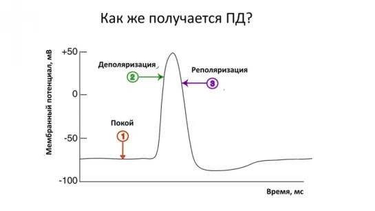 4. Анатомия и физиология -Нервная система - клеточное строение (8 класс)