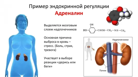 3. Анатомия и физиология полный курс 2015-2016 - Эндокринная система (8 класс)