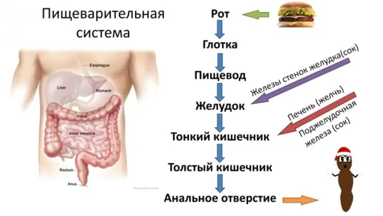 2.Анатомия и физиология 2015-2016. Краткий обзор систем органов (8 класс)