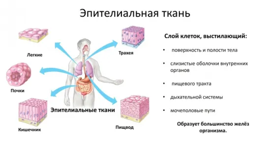 1.Анатомия и физиология полный курс 2015-2016 .Ткани - строение и функции (8 класс)