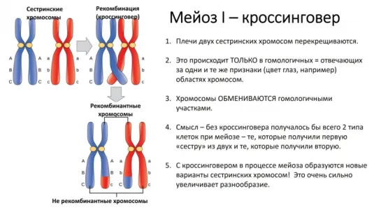 8. Мейоз (9 класс) - биология, подготовка к ЕГЭ и ОГЭ