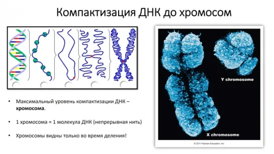 7. Митоз (9 класс) - биология, подготовка к ЕГЭ и ОГЭ