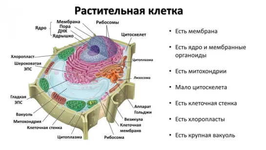 6. Строение клетки  - органоиды (9 класс) - биология, подготовка к ЕГЭ и ОГЭ