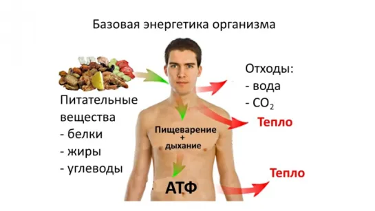 4. АТФ и Энергетика клетки (9 класс) - биология, подготовка к ЕГЭ и ОГЭ