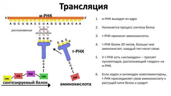 3. РНК и синтез белка (9 класс) - биология, подготовка к ЕГЭ и ОГЭ