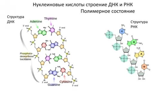 2. Химия клетки - Нуклеиновые кислоты, ДНК (9 класс) - биология, подготовка к ЕГЭ и ОГЭ