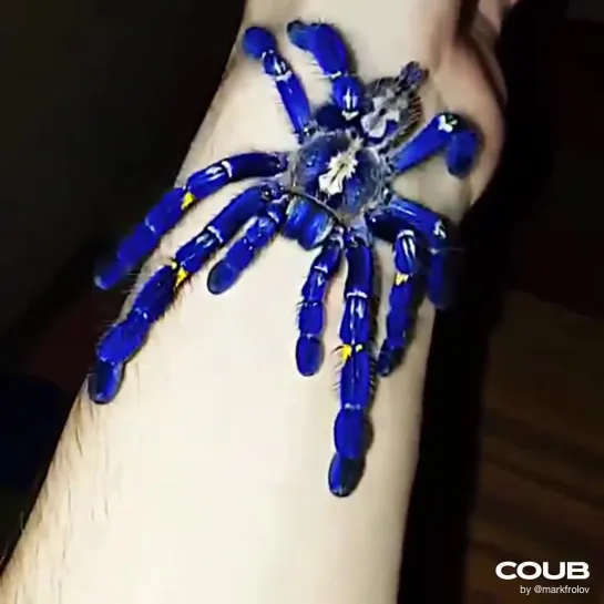 Arachnid