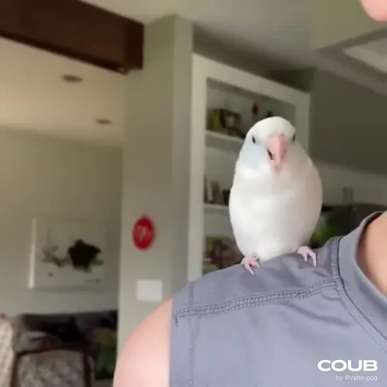 Funny Parrot