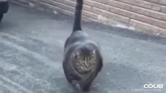 sport cat