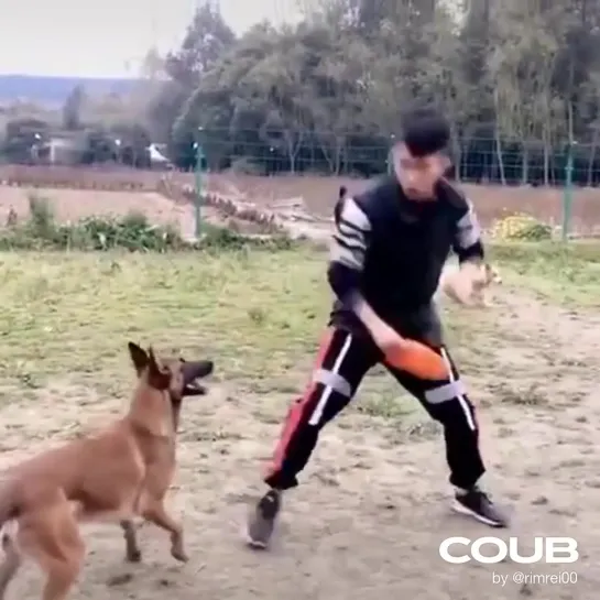 barkour