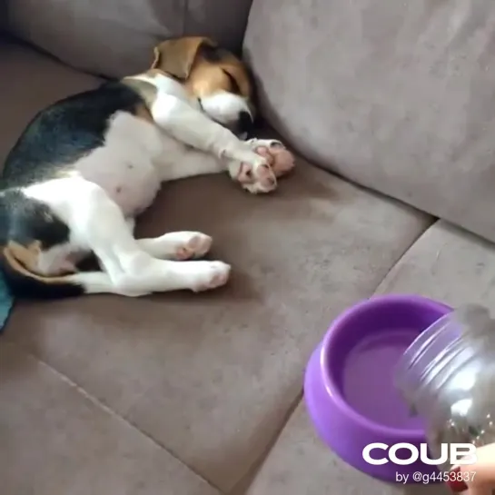 Food is motivating - puppy wakes up for food