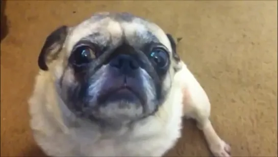 Paranormal Pugtivity