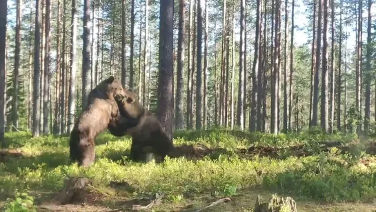 Медвежьи разборки.. in Finland