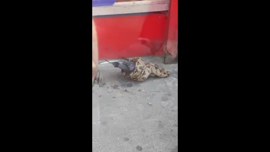 London Passerby Discovers Snake Feeding on Pigeon