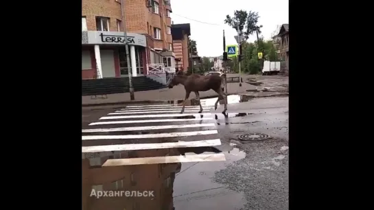 по Архангельску уже неделю слоняется лосенок