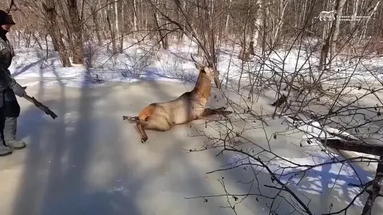 Видео от Хищник | Выживание | Туризм | Лайфхаки