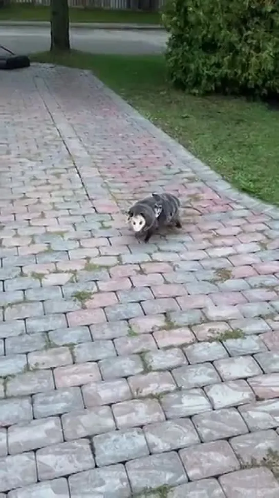 Видео от Анастасии Городецкой