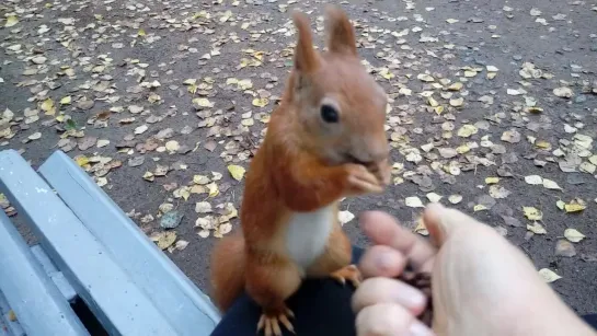 Ручная белочка в Павловском парке