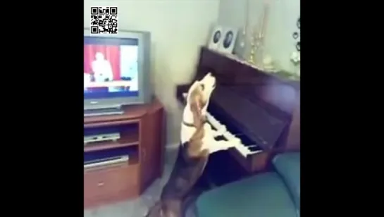 Roll over Beethoven virtuoso dog plays the piano and sings.