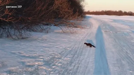 Норка в Реушеньге