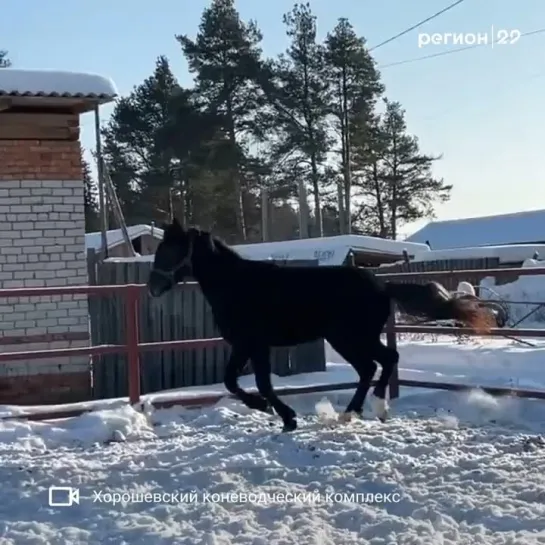 Запань, Хорошевский коневодческий комплекс (Вельск)